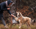 Собаки в Москве: Милашка Буся ждëт тебя.  Девочка, Бесплатно - фото 8