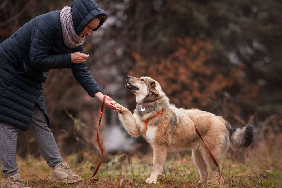 Собаки в Москве: Милашка Буся ждëт тебя.  Девочка, Бесплатно - фото 8