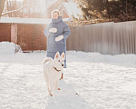 Собаки в Москве: Белый щенок красавец Умка в добрые руки Мальчик, Бесплатно - фото 3