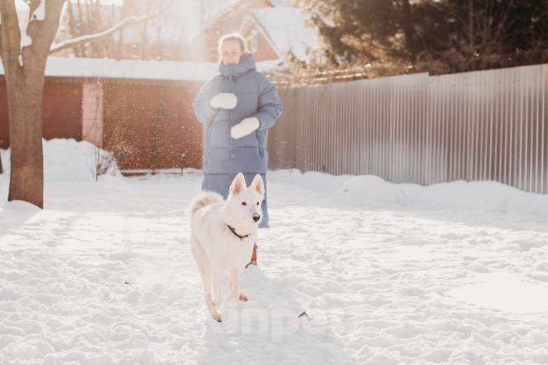 Собаки в Москве: Белый щенок красавец Умка в добрые руки Мальчик, Бесплатно - фото 3