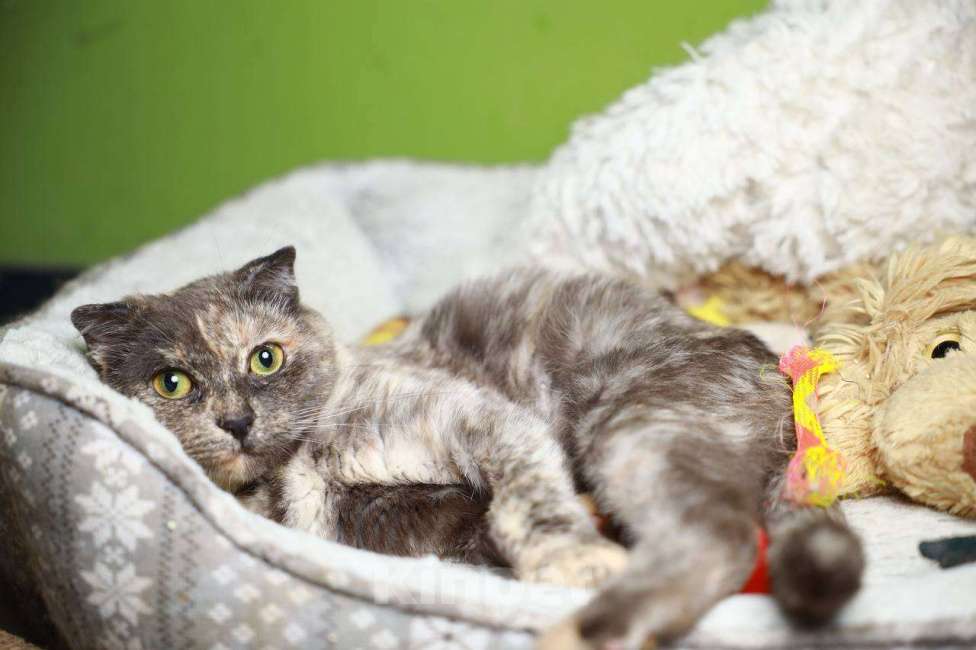 Кошки в Балашихе: Британская вислоухая кошка Паприка Девочка, Бесплатно - фото 5