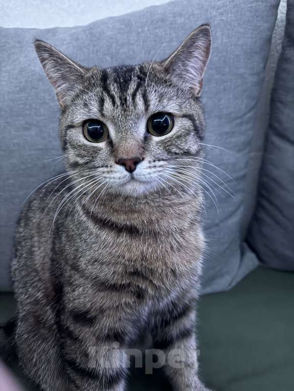 Кошки в Челябинске: Отдам кота в добрые руки  Мальчик, Бесплатно - фото 5