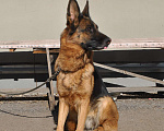 Собаки в Кирове: Продаётся взрослая немецкая овчарка Девочка, 30 000 руб. - фото 1