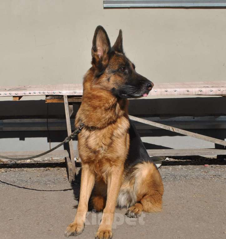 Собаки в Кирове: Продаётся взрослая немецкая овчарка Девочка, 30 000 руб. - фото 1