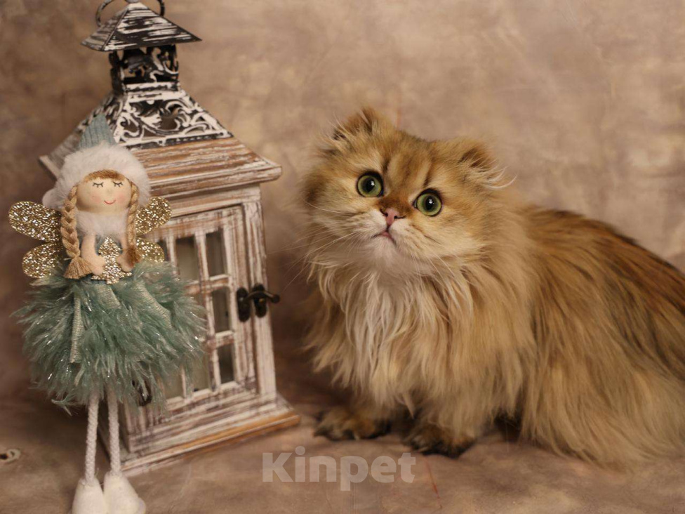 Кошки в Москве: Шотландский вислоухий длинношёрстный котёнок Мальчик, 60 000 руб. - фото 10