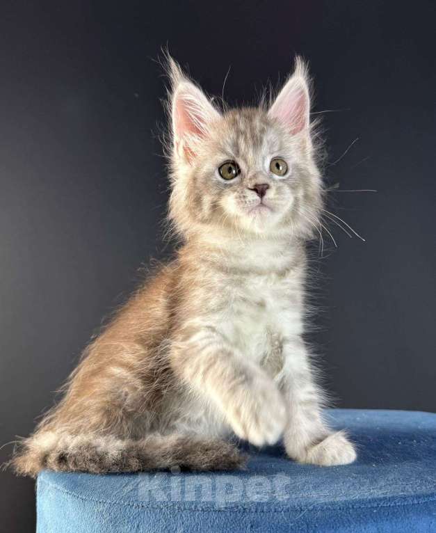 Кошки в Санкт-Петербурге: Девочка , голубая серебряная  Девочка, 25 000 руб. - фото 3