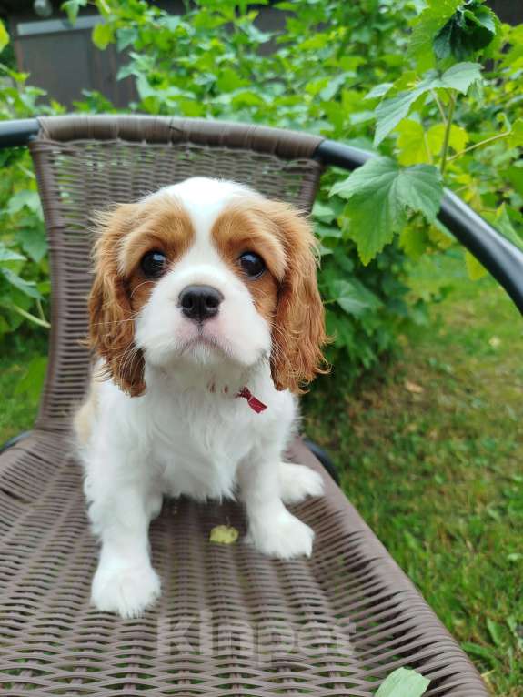 Собаки в Иваново: Девочка, бленхейм, невероятной красоты. Девочка, Бесплатно - фото 3