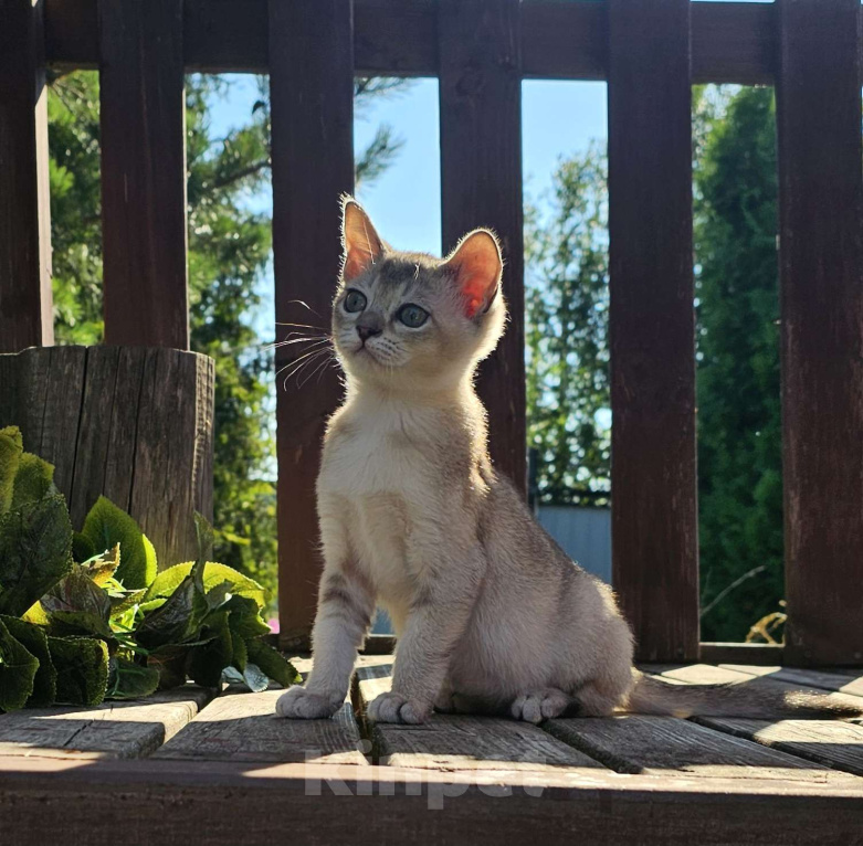Кошки в Москве: Азиатская табби котёнок  Мальчик, 90 000 руб. - фото 4