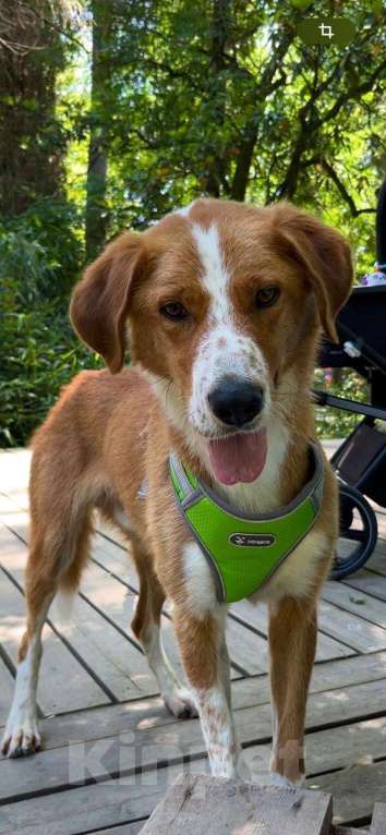 Собаки в других городах Краснодарского края: Роджер из приюта Поводог Сочи (отправим в любой город) Мальчик, Бесплатно - фото 4