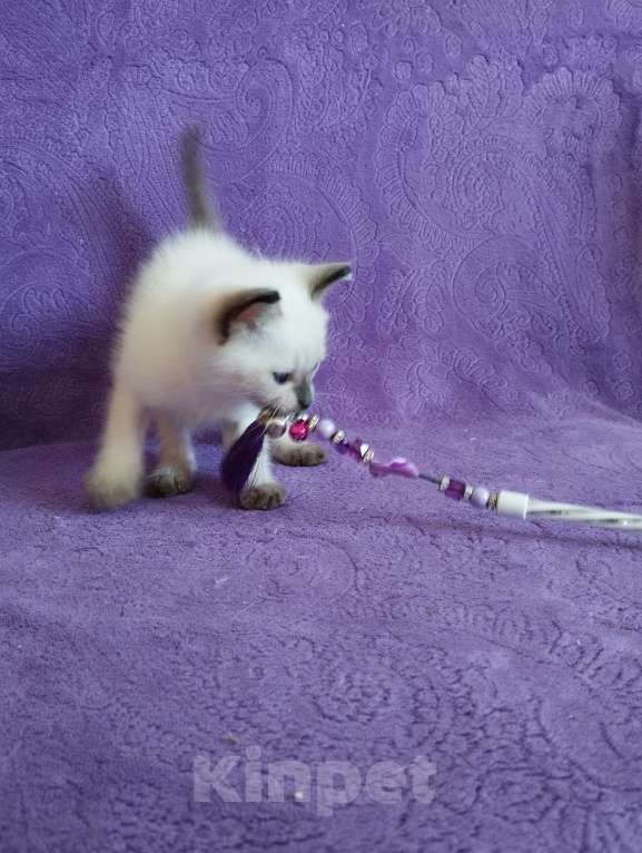 Кошки в Хабаровске: Тайский котик Мальчик, 45 000 руб. - фото 4