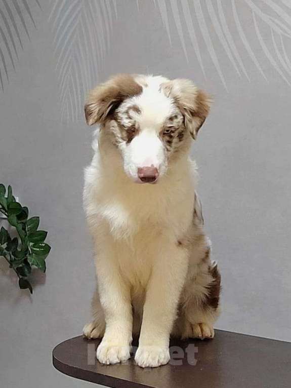 Собаки в Новосибирске: Щенок австралийской овчарки Мальчик, 120 000 руб. - фото 4