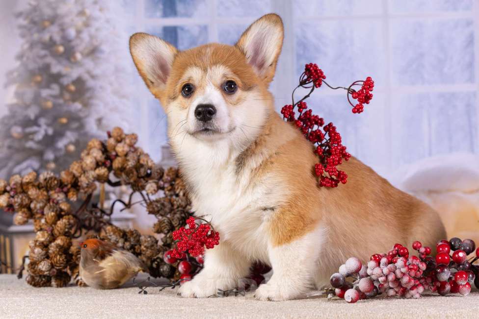Собаки в других городах Ярославской области: Вита Приора Мальвазия Девочка, 80 000 руб. - фото 7
