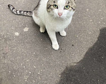 Кошки в Москве: Найден котик Мальчик, Бесплатно - фото 3