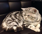 Кошки в Оренбурге: Шотландский кот вязка, 1 999 руб. - фото 2