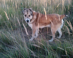 Собаки в Кохме: С.А.О вязка, 1 руб. - фото 6