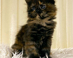 Кошки в Ардоне: Мейн кун котята, 30 000 руб. - фото 7