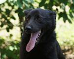 Собаки в Москве: Активный,весёлый и ласковый Блэкки в поисках дома Мальчик, 10 руб. - фото 2