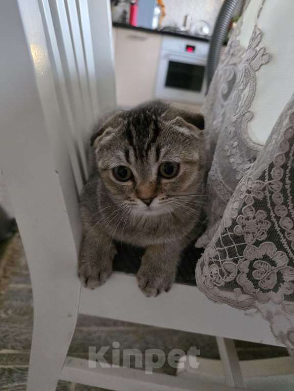 Кошки в Москве: Девочка  Девочка, 40 000 руб. - фото 2