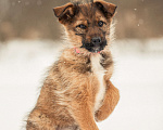Собаки в других городах Московской области: Щенок в добрые руки Девочка, Бесплатно - фото 3