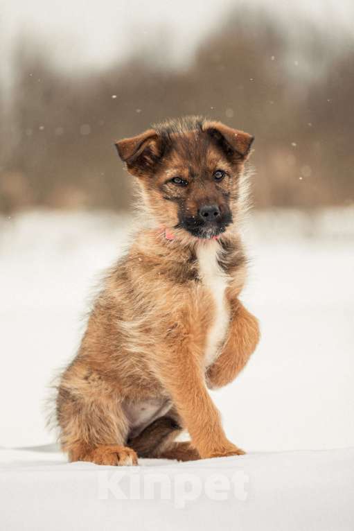 Собаки в других городах Московской области: Щенок в добрые руки Девочка, Бесплатно - фото 3