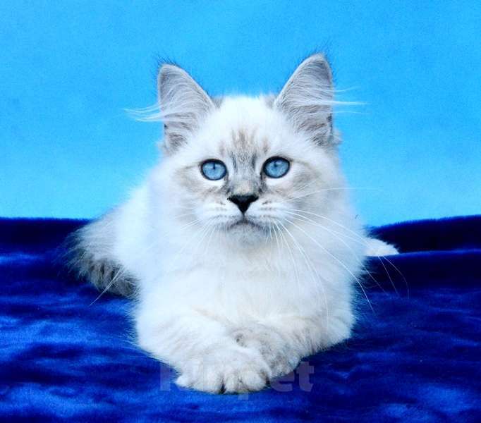 Кошки в Москве: Синеглазый красавец Мальчик, 50 000 руб. - фото 4