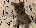 Кошки в Москве: Красавица Адель - котенок, 2,5 месяца Девочка, Бесплатно - фото 5