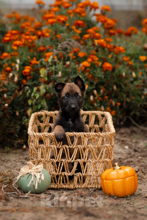 Собаки в Краснодаре: Продам щенков малинуа Разнополые, 70 000 руб. - фото 4