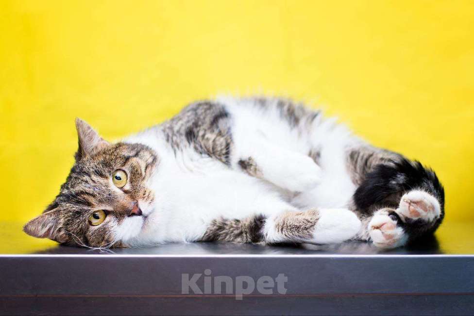 Кошки в Москве: Михал Михалыч желает укотовиться Мальчик, Бесплатно - фото 3