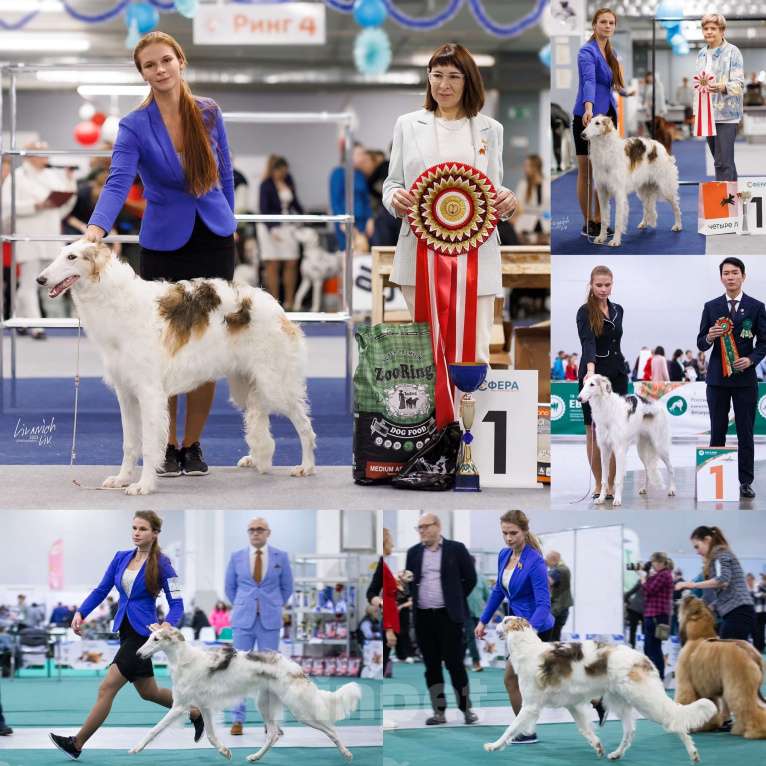 Собаки в Реутове: "Art In Fame" Племенной питомник Русских Псовых Борзых Разнополые, Бесплатно - фото 3