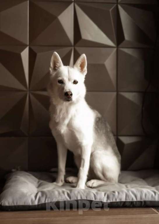 Собаки в Москве: Маленькая белая собачка Белка в дар Девочка, 1 руб. - фото 3