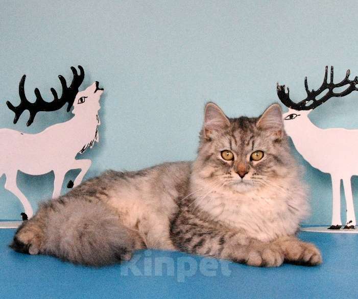 Кошки в Москве: Серебристый котик Мальчик, Бесплатно - фото 4