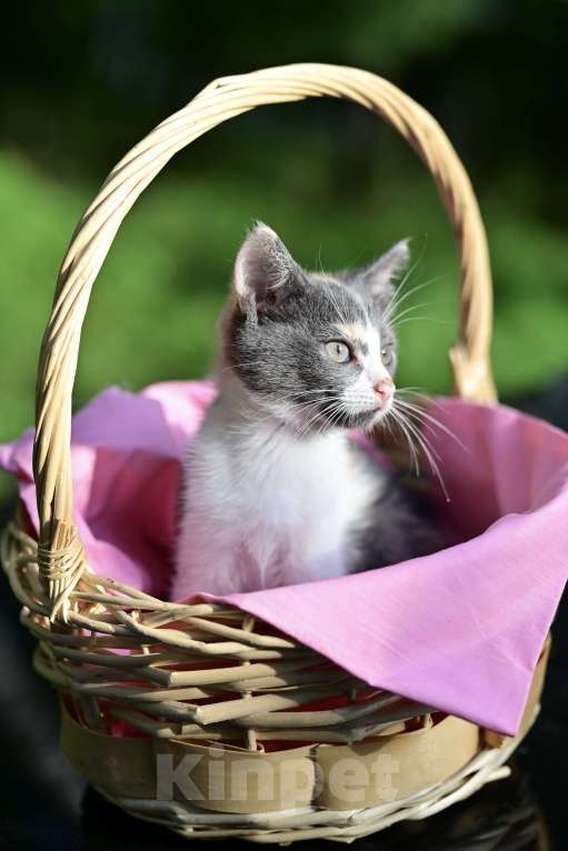 Кошки в Красногорске: Трехцветная кошечка Эмма 2,5 месяца ждет мам и пап Девочка, Бесплатно - фото 4