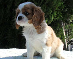 Собаки в Сочи: щенки Кавалер Кинг Чарльз Спаниель Девочка, Бесплатно - фото 1