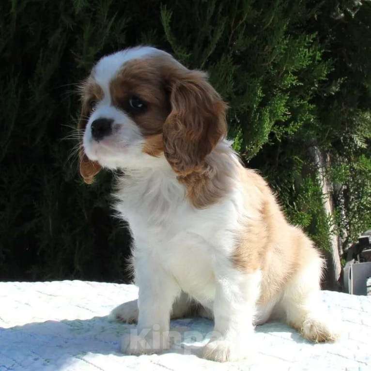 Собаки в Сочи: щенки Кавалер Кинг Чарльз Спаниель Девочка, Бесплатно - фото 1