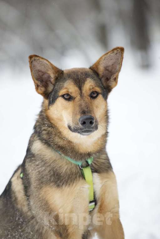 Собаки в Москве: Чуткая и нежная Рокси в поисках дома Девочка, Бесплатно - фото 5