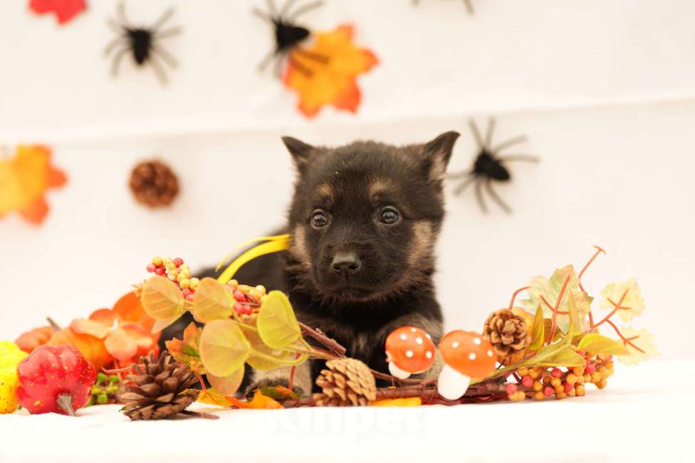 Собаки в других городах Московской области: Девчонка Восточноевропейская овчарка Девочка, 45 000 руб. - фото 2