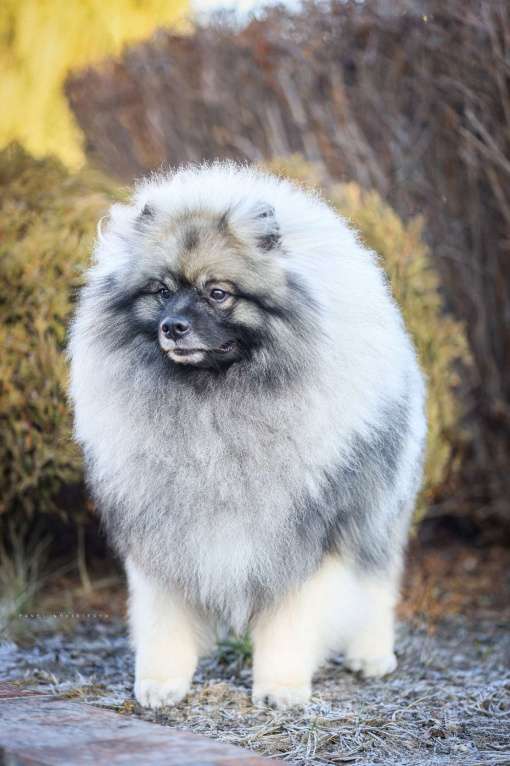 Собаки в Туле: Шикарный щенок кеесхонда Мальчик, 60 000 руб. - фото 8