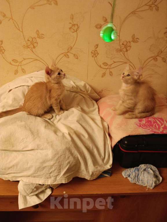 Кошки в Красногорске: Отдам котят рыжих Девочка, Бесплатно - фото 5