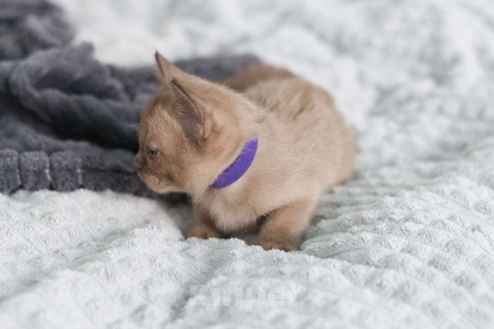 Кошки в Нижнем Новгороде: Европейская бурма, кошечка, шоколадный окрас Девочка, 46 000 руб. - фото 4