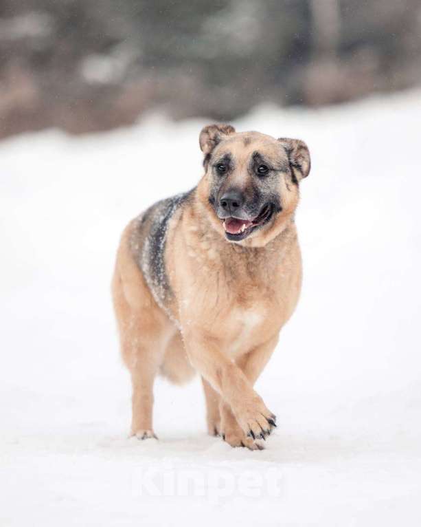 Собаки в других городах Московской области: Привет, я Малыш :) Мальчик, Бесплатно - фото 2