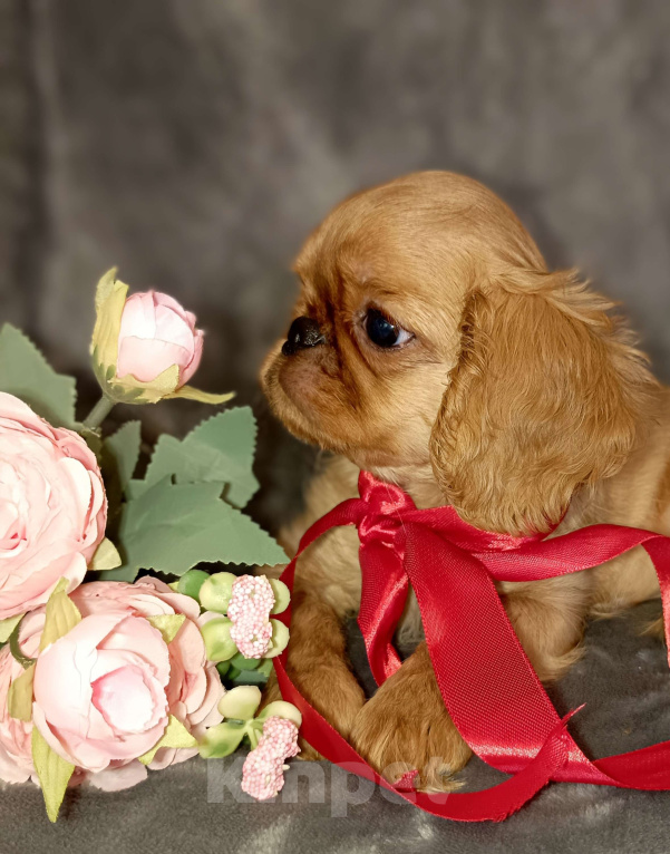 Собаки в Москве: Кортни Девочка, 55 000 руб. - фото 6