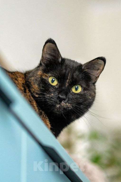 Кошки в Люберцах: Красотка в дар Девочка, Бесплатно - фото 2