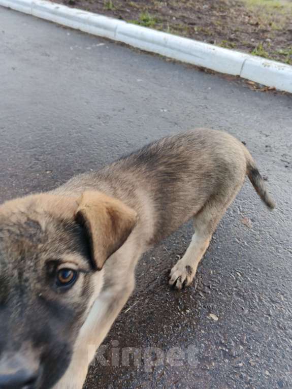 Собаки в Самаре: Отдам бесплатно  Девочка, Бесплатно - фото 1