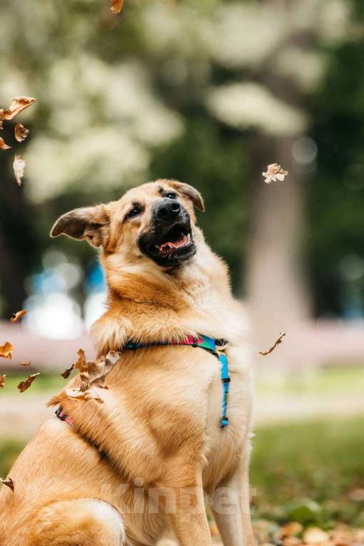 Собаки в Москве: Собака в добрые руки бесплатно Москва Мальчик, Бесплатно - фото 7
