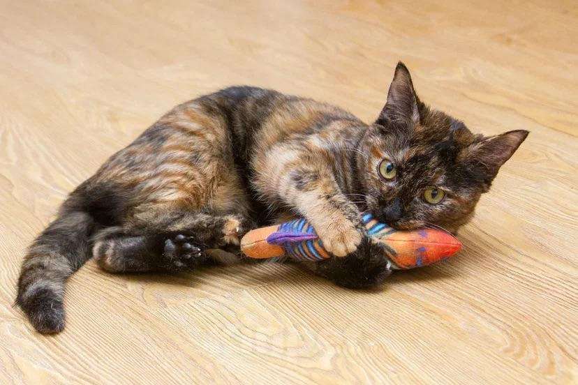 Кошки в Люберцах: Эксклюзивная милота - Пятнашка Девочка, Бесплатно - фото 6