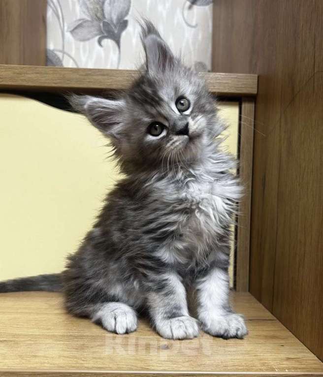 Кошки в Москве: Мейн кун девочка Девочка, 60 000 руб. - фото 8