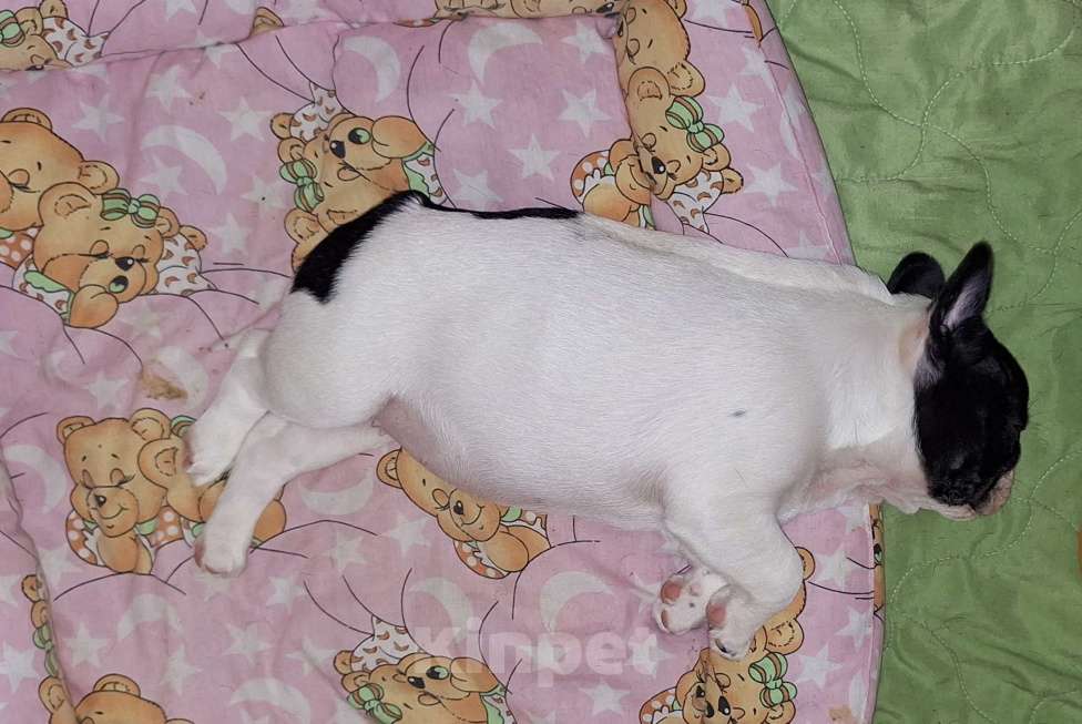 Собаки в Щелково: Щенки девочки Девочка, 40 000 руб. - фото 4