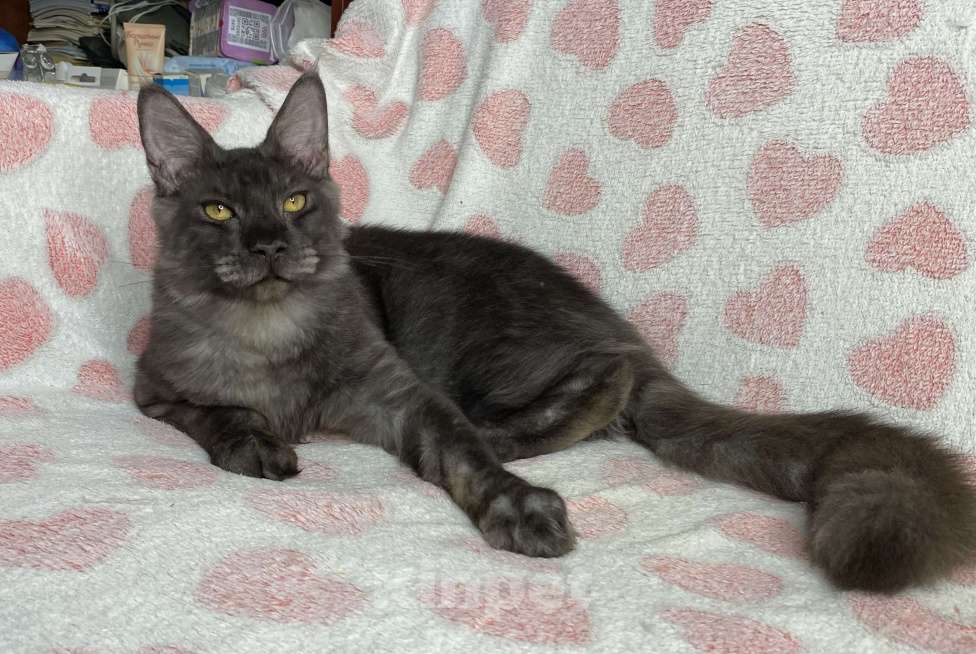 Кошки в Дмитрове: черный дымчатый мальчик мейн кун Maybach Мальчик, 20 000 руб. - фото 1