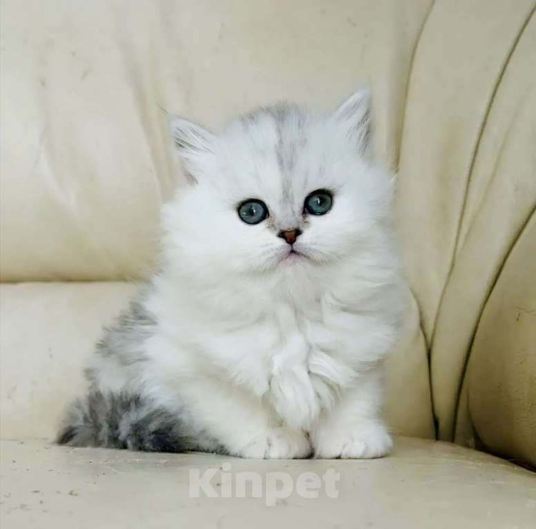 Кошки в Нижнем Новгороде: Шотландская серебристая трехцветная Девочка, 25 000 руб. - фото 7