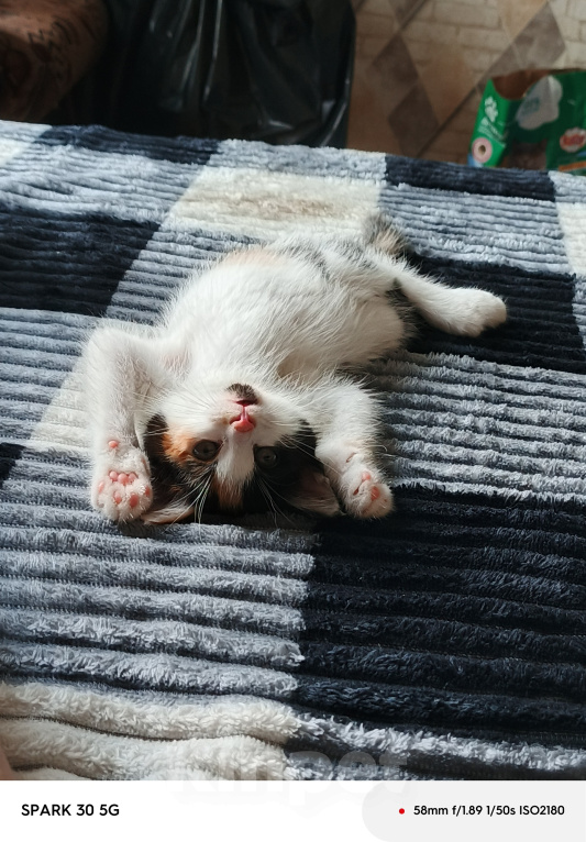 Кошки в Куйбышеве: Отдам котёнка в добрые руки Девочка, Бесплатно - фото 2